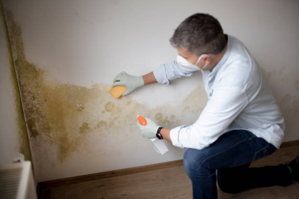 Best Black Mold Removal  in Decherd, TN